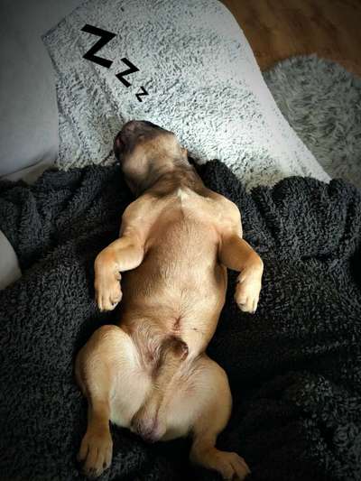 Dogorama Photo Challenge - Zeigt her eure Bäuche-Beitrag-Bild