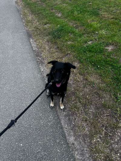 Begegnungen mit heißen Hündinnen-Beitrag-Bild