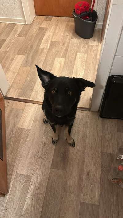 Hundetreffen-Neue Hundbekanntschaften-Bild