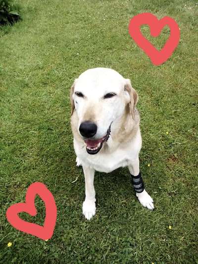 Unsere Fellnasen im Regenbogenland-Beitrag-Bild