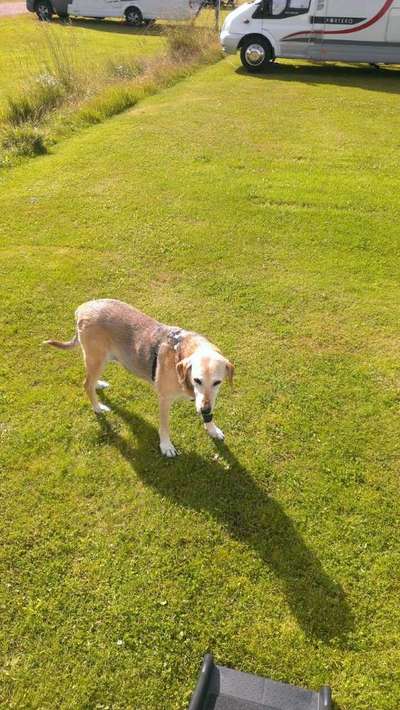 Hunde aus Griechenland-Beitrag-Bild