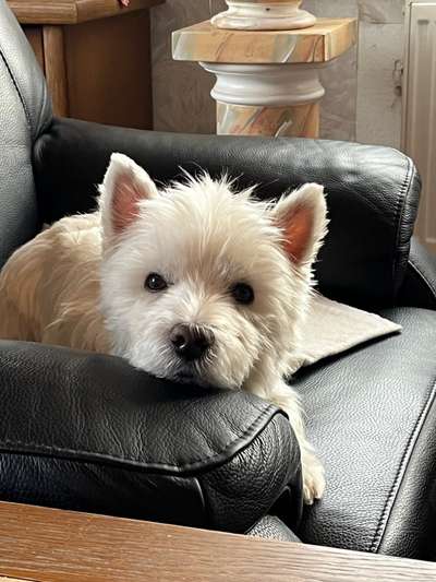 Dogorama Photo Challenge - Be my valentine-Beitrag-Bild