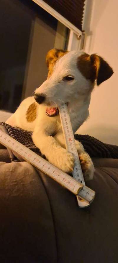 Dogorama Photo Challenge - Hunde in Action-Beitrag-Bild