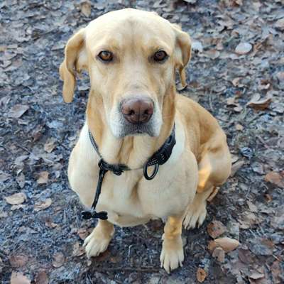 Hundetreffen-Gemeinsam laufen, Sozialkontakte, spielen und toben-Bild