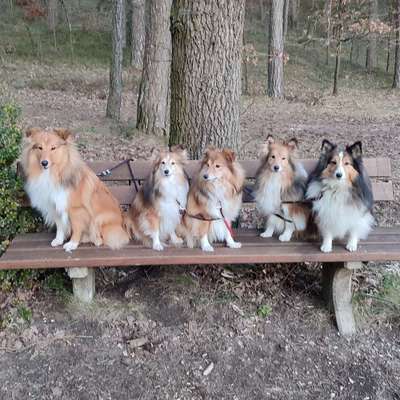 Hundetreffen-Junghunde Treffen zum toben und spazieren gehen-Profilbild
