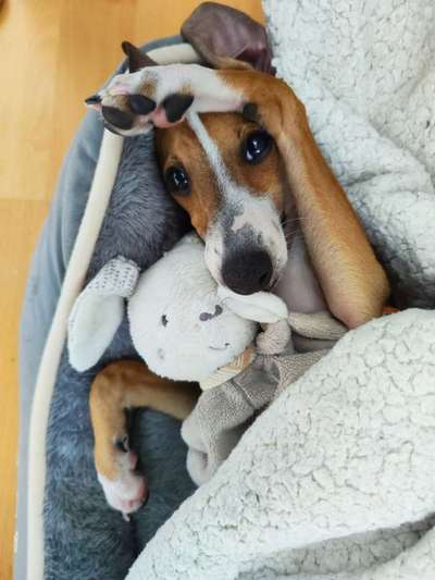 Welpen Bilder !-Beitrag-Bild