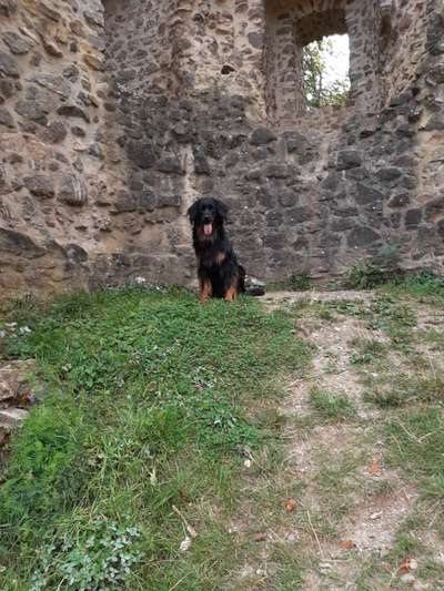 Seltene Rassen!-Beitrag-Bild