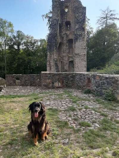 Seltene Rassen!-Beitrag-Bild