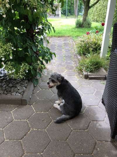 Die Dogorama Monats Challenge "Es grünt und blüht"-Beitrag-Bild