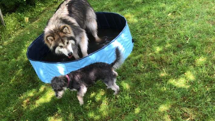 Die Dogorama Monats Challenge "Es grünt und blüht"-Beitrag-Bild