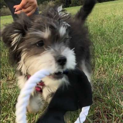 Die Dogorama Monats Challenge "Es grünt und blüht"-Beitrag-Bild