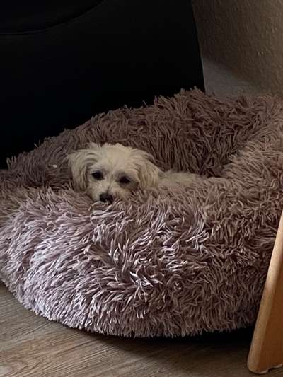 Zeigt her eure Pudel und Pudelmischlinge (:-Beitrag-Bild