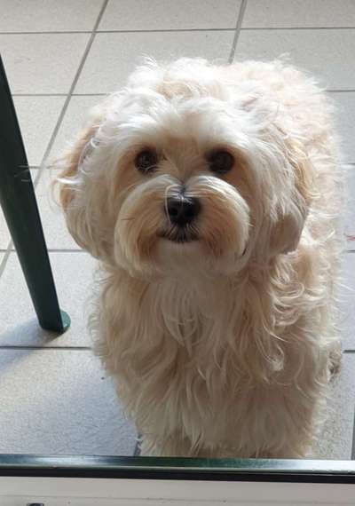 Havaneser dabei?:)-Beitrag-Bild