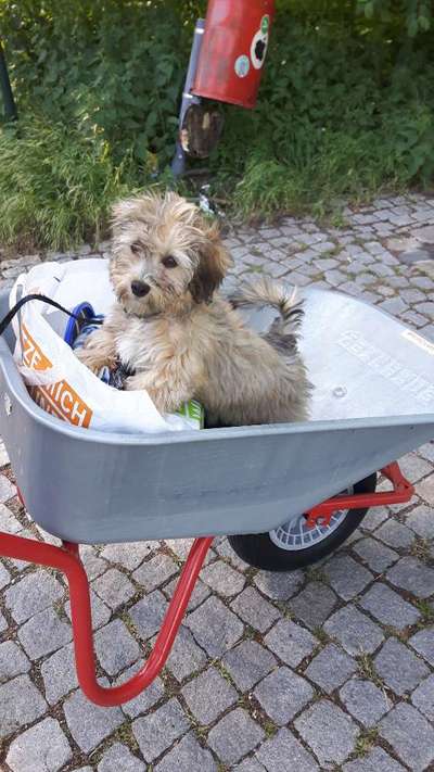 Welpen Bilder !-Beitrag-Bild