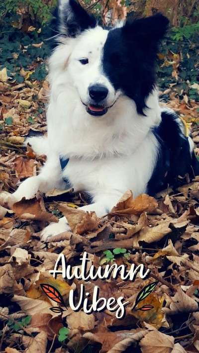 Dein Hund im Dogorama-Kalender 2021-Beitrag-Bild