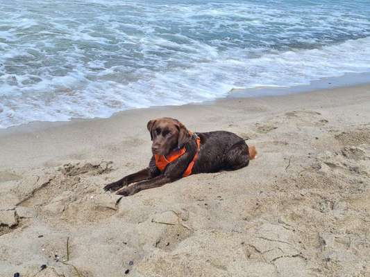 Wo sind meine Labrador Freunde-Beitrag-Bild