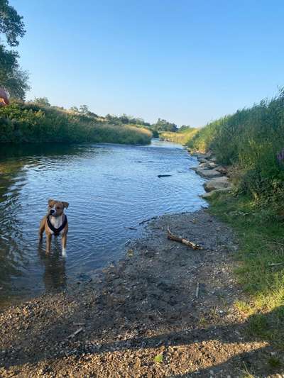 Die Dogorama Kalender Challenge 4/4-Beitrag-Bild