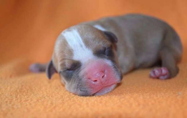 Als Welpen sind sie alle noch süßer-Beitrag-Bild