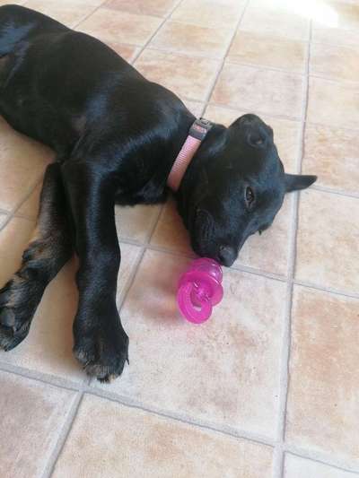 Quietschies-Beitrag-Bild