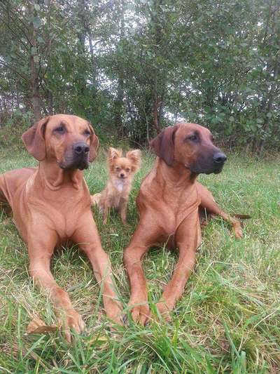 Hundepension Straub in Hohenroth  – Dogorama