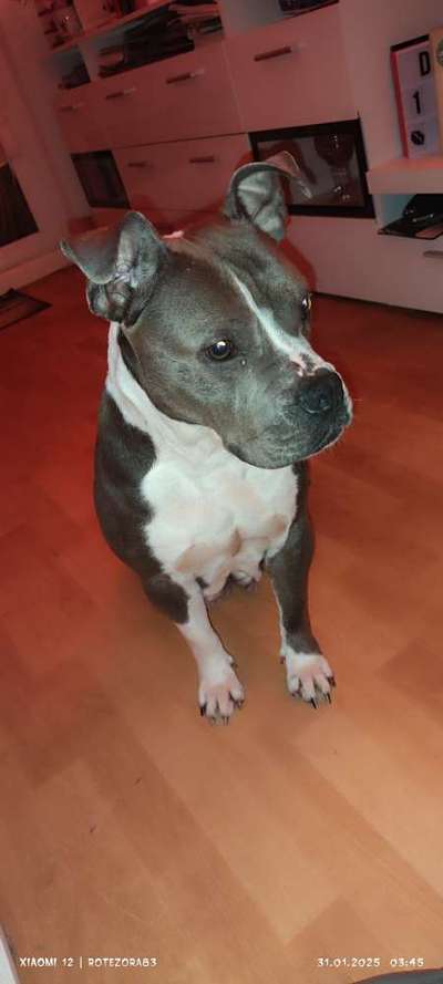 American Staffordshire Terrier 
Wo seit Ihr?-Beitrag-Bild
