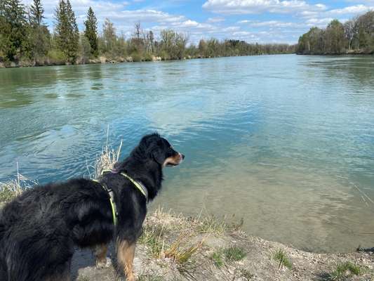 Hundeauslaufgebiet-Inn Spitze-Bild