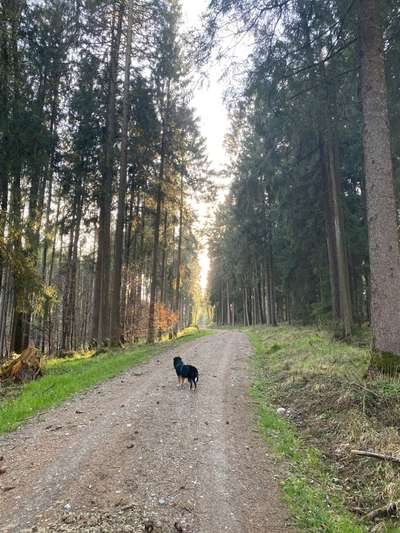 Hundeauslaufgebiet-Hampersberger Runde-Bild