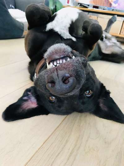 Dein Hund im Dogorama-Kalender 2021-Beitrag-Bild