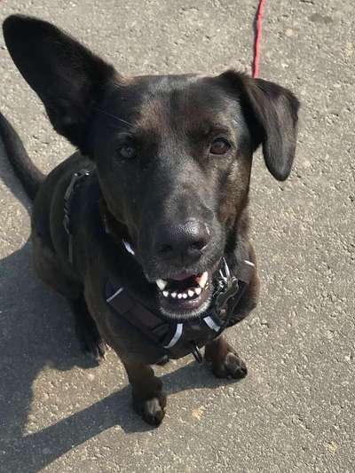 Dein Hund im Dogorama-Kalender 2021-Beitrag-Bild