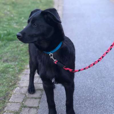 Hundetreffen-Gassi und Spielfreund gesucht ☺️-Profilbild