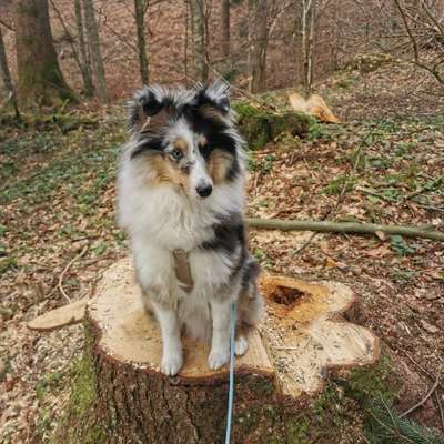 Hundetreffen-Spaziergang im Toggenburg-Bild