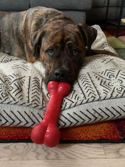 Dogorama Photo Challenge - Hundeblick zum hinschmelzen-Beitrag-Bild