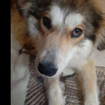 Auslandstierschutz-Beitrag-Bild