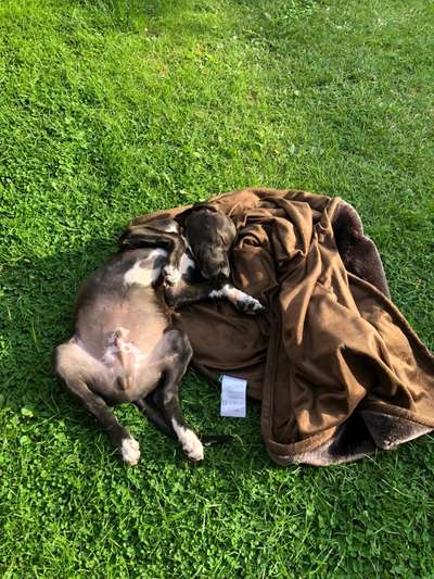 Welpen Bilder !-Beitrag-Bild