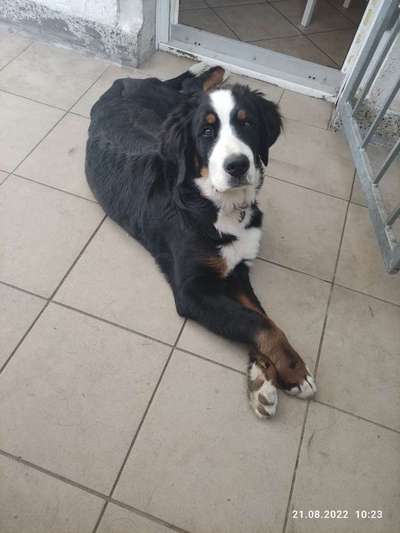 Berner Sennen-Beitrag-Bild