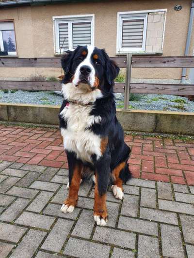 Berner Sennen-Beitrag-Bild