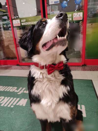 Berner Sennen-Beitrag-Bild