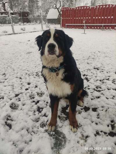 Berner Sennen-Beitrag-Bild