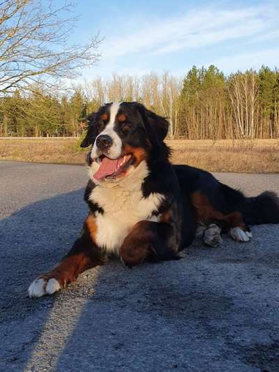 Berner Sennen-Beitrag-Bild