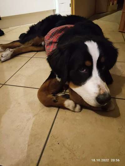 Berner Sennen-Beitrag-Bild