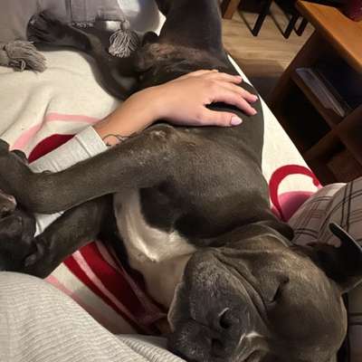 Umstellung auf Nassfutter-Beitrag-Bild