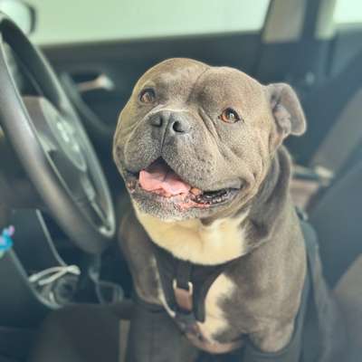 aktuelles Foto Gruppe American Bully Pocket