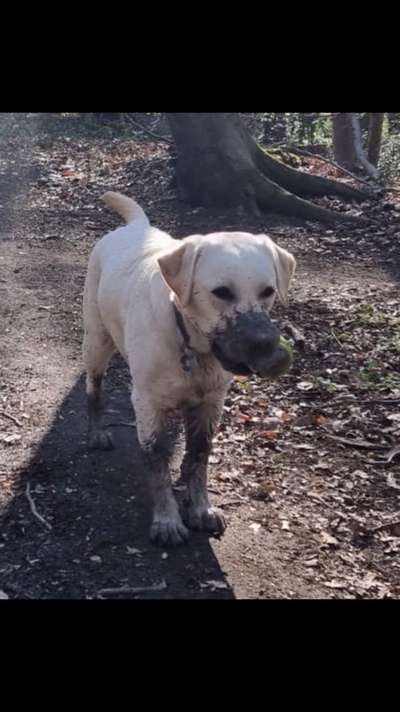 Die Dogorama Kalender Challenge Teil 3/4-Beitrag-Bild