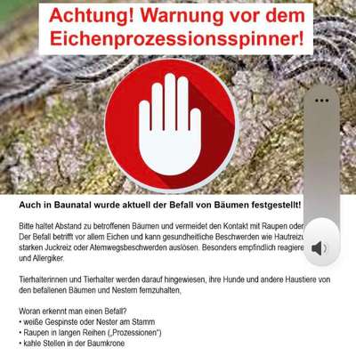 Giftköder-Eichenprozeßspinner-Bild