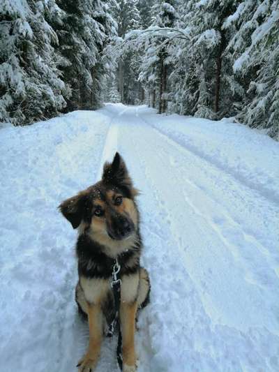 Schäferhund-Beitrag-Bild