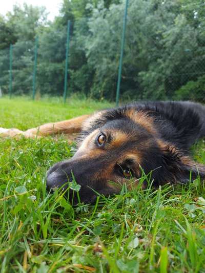 Die Dogorama Kalender Challenge 4/4-Beitrag-Bild