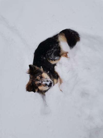 Die Dogorama Kalender Challenge Teil 2/4-Beitrag-Bild