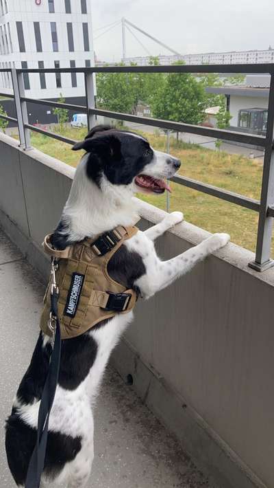 Die Dogorama Wochen Challenge: “Dein Hund im Urlaub”-Beitrag-Bild