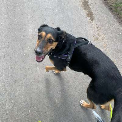 Hundetreffen-Gassi/Sozial Kontakt gesucht (Rüden)-Bild