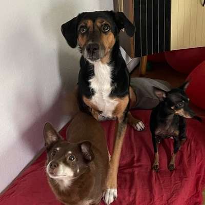 Hundetreffen-Angehende Hundetrainerin sucht Probekunden-Profilbild